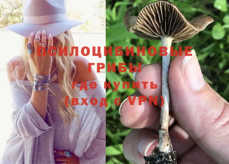 Галлюциногенные грибы Psilocybine cubensis  хочу наркоту  blacksprut как войти  Курганинск 